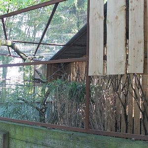 Touraco - Guineafowl - Pheasant aviary