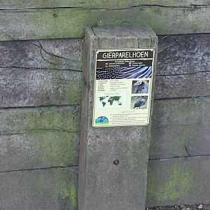Sign Vulturine guineafowl