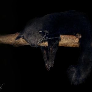 Dec. 2016 - Night Hunters - Bearcat