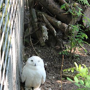 Snowy owl