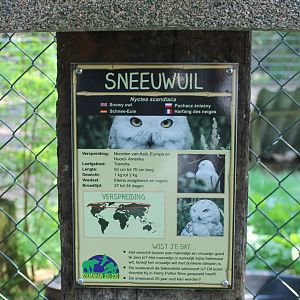 Sign Snowy owl