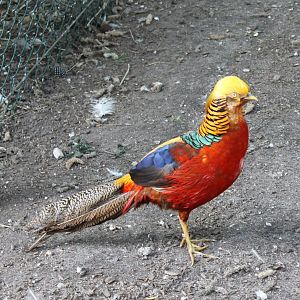 Golden pheasant