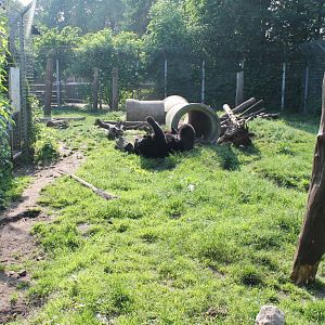 American black bear enclosure