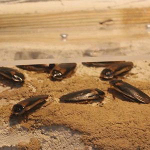 Argentinean cockroaches