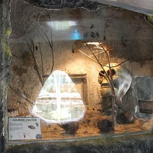 Enclosure Argentinean cockroach