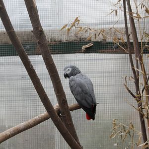 African grey parrot