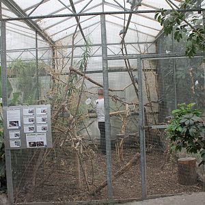 Aviary African grey parrot
