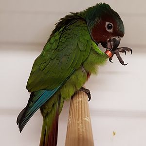 Pfrimer's marroon-faced parakeet