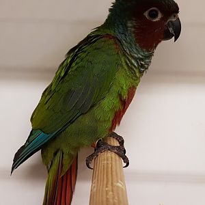 Pfrimer's marroon-faced parakeet