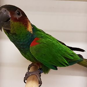 Blue-throated parakeet