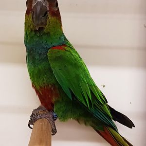 Blue-throated parakeet