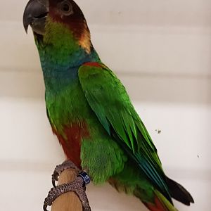 Blue-throated parakeet