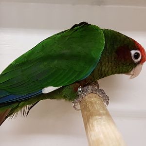 Rose-headed parakeet