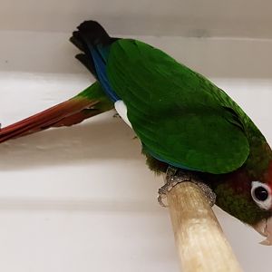 Rose-headed parakeet