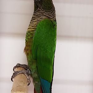 Green-cheeked parakeet ( P. m. molinea )