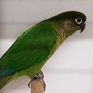 Maroon-bellied parakeet