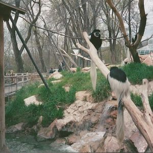 Hogle Zoo 1999 - Primate Forest - Black and White Colobus