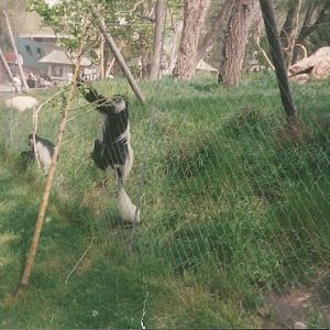 Hogle Zoo 1999 - Primate Forest - Black and White Colobus