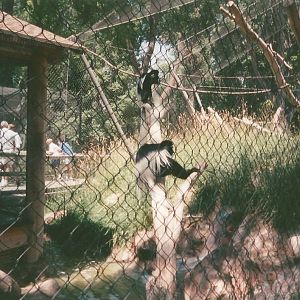 Hogle Zoo 1999 - Primate Forest - Black and White Colobus