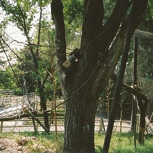Hogle Zoo 1999 - Primate Forest - Black and White Colobus
