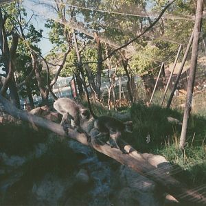 Hogle Zoo 1999 - Primate Forest - Hanuman Langurs