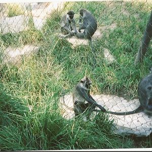 Hogle Zoo 1999 - Primate Forest - Hanuman Langurs