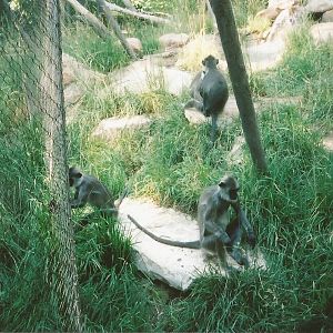 Hogle Zoo 1999 - Primate Forest - Hanuman Langurs