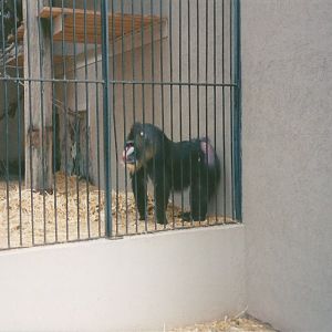 Hogle Zoo 1999 - Primate Building - Mandrill