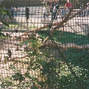 Hogle Zoo 1999 - Primate Building - Lemurs in a Motorcycle Cage