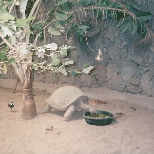 Hogle Zoo 1999 - Small Animal Building - Aldabra Tortoise