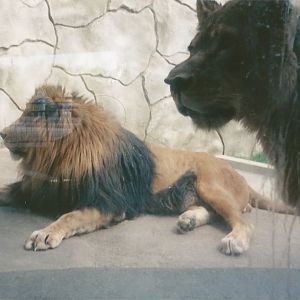 Hogle Zoo 1999 - Feline Building - African Lions