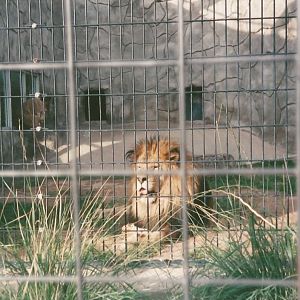 Hogle Zoo 1999 - Feline Building - African Lions