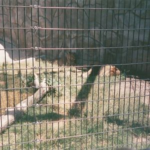 Beastking04 Hogle Zoo 1999 - Feline Building - African Lions