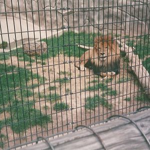 Hogle Zoo 1999 - Feline Building - African Lion