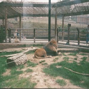 Hogle Zoo 1999 - Feline Building - African Lion