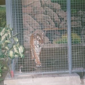 Hogle Zoo 1999 - Feline Building - Siberian Tiger