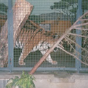 Hogle Zoo 1999 - Feline Building - Siberian Tiger