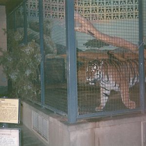 Hogle Zoo 1999 - Feline Building - Siberian Tiger