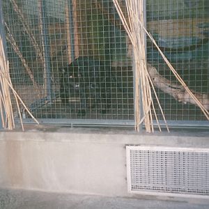 Hogle Zoo 1999 - Feline Building - Jaguar
