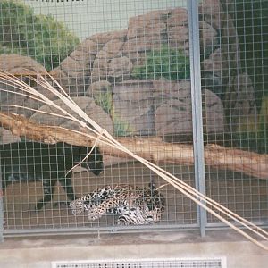 Hogle Zoo 1999 - Feline Building - Jaguars