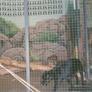 Hogle Zoo 1999 - Feline Building - Jaguars