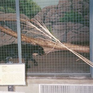 Hogle Zoo 1999 - Feline Building - Jaguar