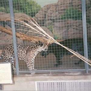 Hogle Zoo 1999 - Feline Building - Jaguars