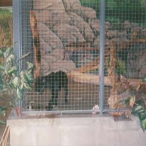 Hogle Zoo 1999 - Feline Building - Jaguars