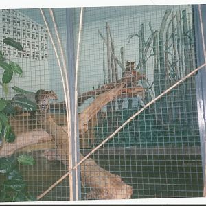 Hogle Zoo 1999 - Feline Building - Leopards