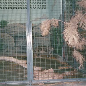 Hogle Zoo 1999 - Feline Building - Snow Leopard