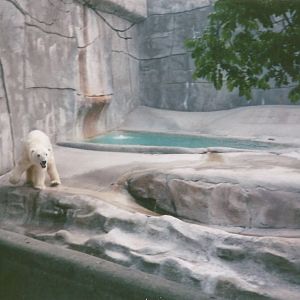 Hogle Zoo 1999 - Bear Grotto - Polar Bear