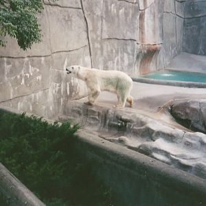 Hogle Zoo 1999 - Bear Grotto - Polar Bear