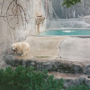 Hogle Zoo 1999 - Bear Grotto - Polar Bear