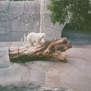 Hogle Zoo 1999 - Bear Grotto - Polar Bear